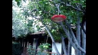 Arboles Frutales En Chihuahua