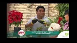 Plantas Ornamentales Comunes En Los Jardines
