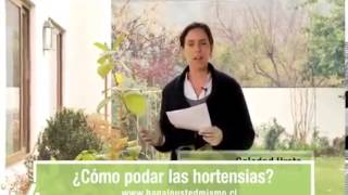 Poda De Todos Los Arboles Y Arbustos Ornamentales