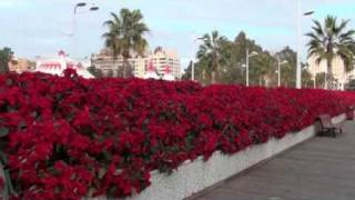Plantas Ornamentales Funcion