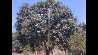 Arboles Frutales De Mangos