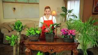 Cómo cuidar plantas de interior