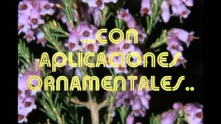 Taxonomia De 15 Arboles Frutales