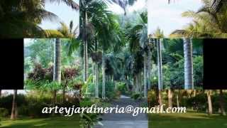 Diseño De Jardines Con Palmeras