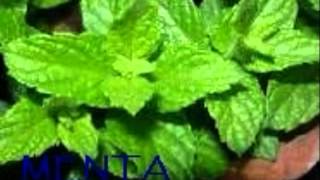 Plantas Curativas Con Imagenes