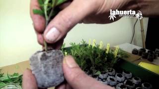 Donde Comprar Plantas Carnivoras Buenos Aires