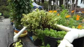 Huertos Familiares En Zonas Tropicales