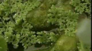 Fichas Botanicas De Plantas Ornamentales