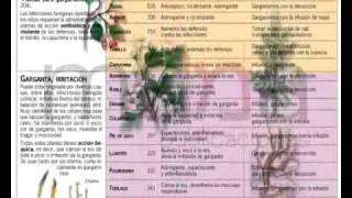 Plantas Curativas En La Biblia
