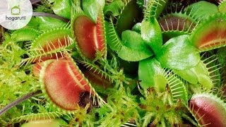 Plantas Carnivoras Y Sus Cuidados