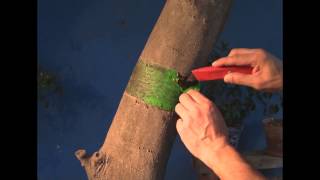Arboles Frutales Hormigas