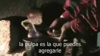 Plantas Curativas Para El Riñon