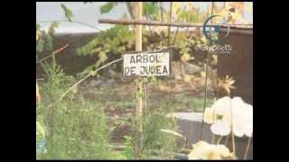 Arbustos Ornamentales De Misiones