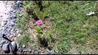 Sistemas De Riego Para Jardines Pequeños
