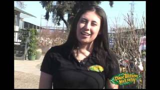 Arboles Frutales Enanos Venta