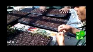 Semillas Plantas Ornamentales Bogota