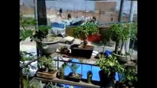 Huertos Familiares En Ingles