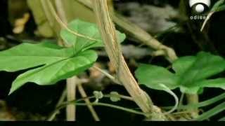 Documentales Sobre Plantas Carnivoras