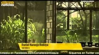 Plantas Ornamentales De La Sabana De Bogota