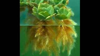 Nombres De Plantas Carnivoras Acuaticas