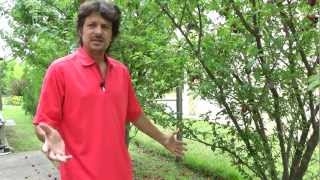Arboles Frutales Argentina