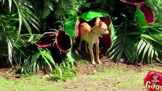 Plantas Carnivoras Comiendo Humanos