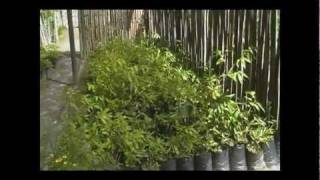 Plantas Ornamentales Bambues