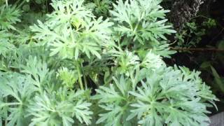 Plantas Curativas Ajenjo