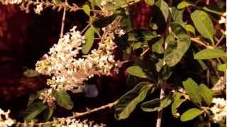 Arbustos Ornamentales De Misiones