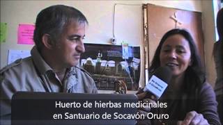 Plantas Curativas En Bolivia