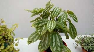 Nombre De 8 Plantas Ornamentales