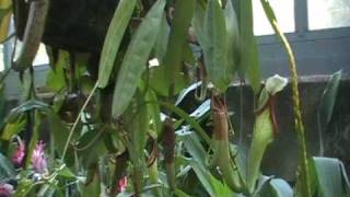 Donde Conseguir Plantas Carnivoras En Bogota