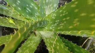 Plantas Curativas Aloe Vera