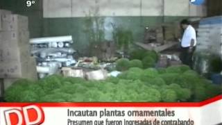 Plantas Ornamentales Uruguay