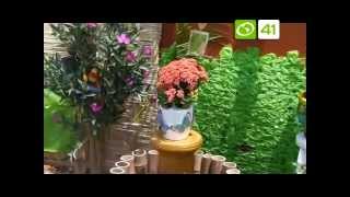 Arbustos Ornamentales En Colombia