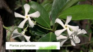 Curso de jardinería y paisajismo 2014 – jardin urbano