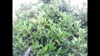 Arboles Frutales Fumigar