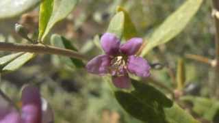 Arbustos Ornamentales Frutos Rojos