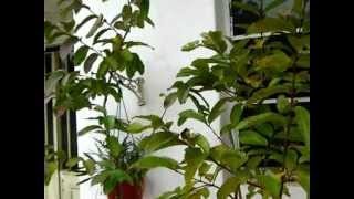 Arboles Frutales Originarios De America