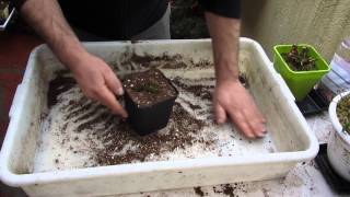 Plantas Carnivoras España Venta