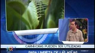Plantas Carnivoras Beneficios