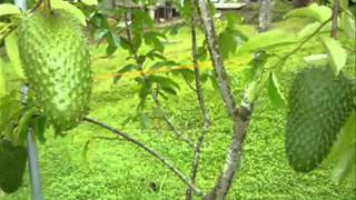 Plantas Curativas Cancer