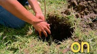 Arboles Frutales Mandarina