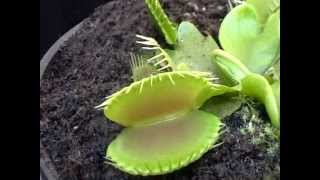 Venta De Semillas De Plantas Carnivoras En Argentina
