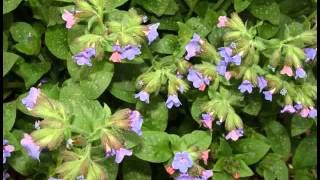 Plantas Curativas Comunes