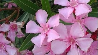 Las Plantas Ornamentales Wikipedia