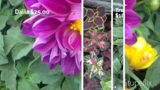 El Nombre De 10 Plantas Ornamentales