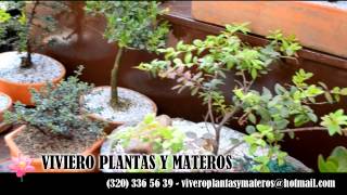 Viveros De Arboles Frutales En Xochimilco