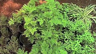 Plantas Curativas Mexicanas