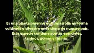 Plantas Curativas Del Peru